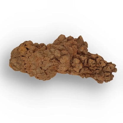 Get your Prehistoric Coprolite Fossil Madagascar – Genuine Trace Evidence online now or in store at Forever Gems in Franschhoek, South Africa