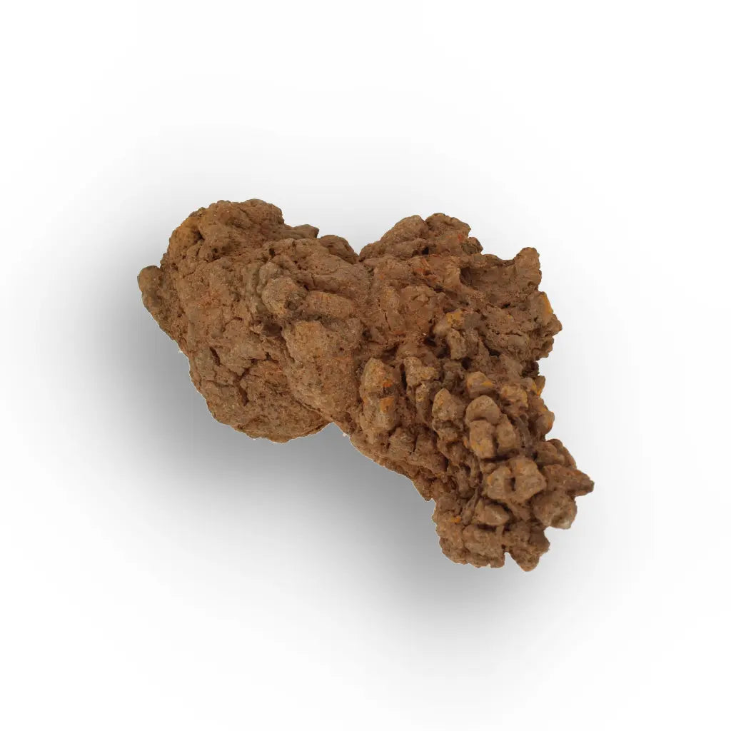 Get your Prehistoric Coprolite Fossil Madagascar – Genuine Trace Evidence online now or in store at Forever Gems in Franschhoek, South Africa