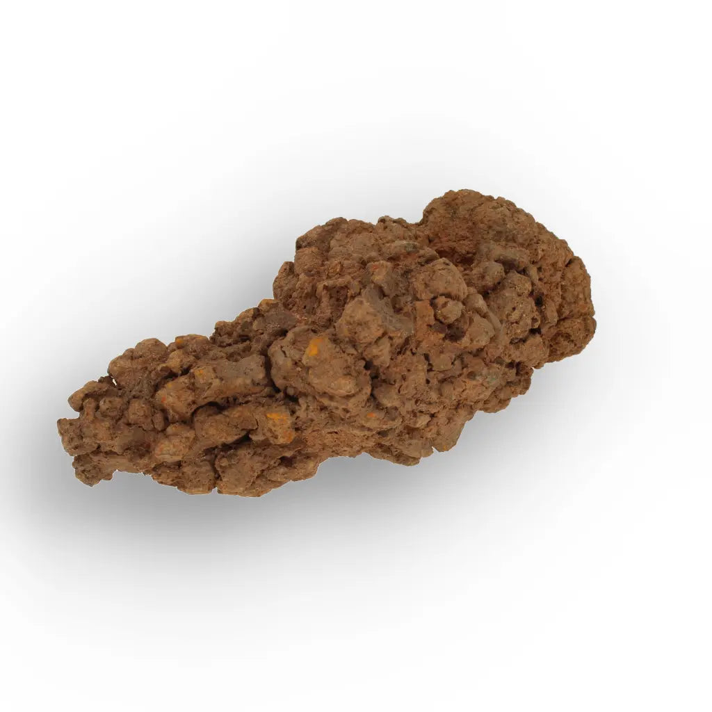 Get your Prehistoric Coprolite Fossil Madagascar – Genuine Trace Evidence online now or in store at Forever Gems in Franschhoek, South Africa