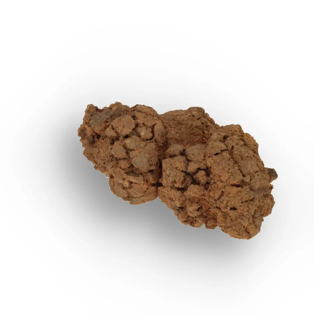 Get your Prehistoric Coprolite Fossil Madagascar – Genuine Trace Evidence online now or in store at Forever Gems in Franschhoek, South Africa