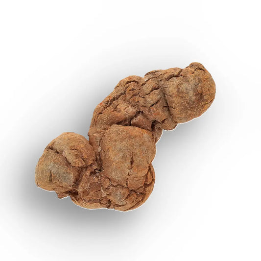 Get your Dinosaur Age Coprolite from Madagascar – Authentic Fossil Specimen online now or in store at Forever Gems in Franschhoek, South Africa