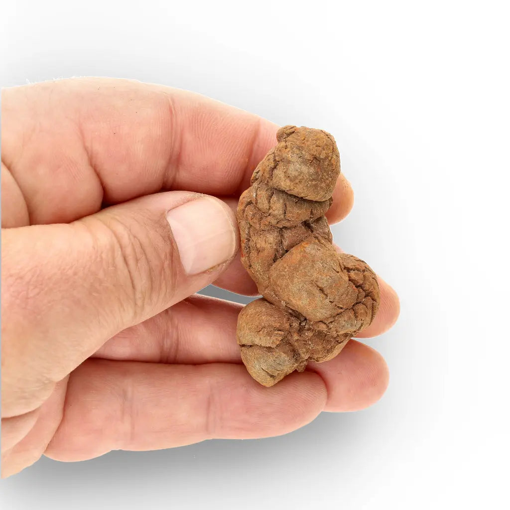 Get your Dinosaur Age Coprolite from Madagascar – Authentic Fossil Specimen online now or in store at Forever Gems in Franschhoek, South Africa