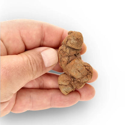 Get your Dinosaur Age Coprolite from Madagascar – Authentic Fossil Specimen online now or in store at Forever Gems in Franschhoek, South Africa