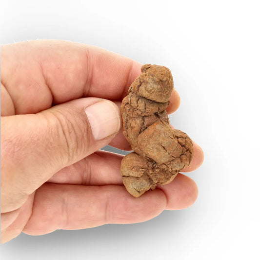 Get your Dinosaur Age Coprolite from Madagascar – Authentic Fossil Specimen online now or in store at Forever Gems in Franschhoek, South Africa
