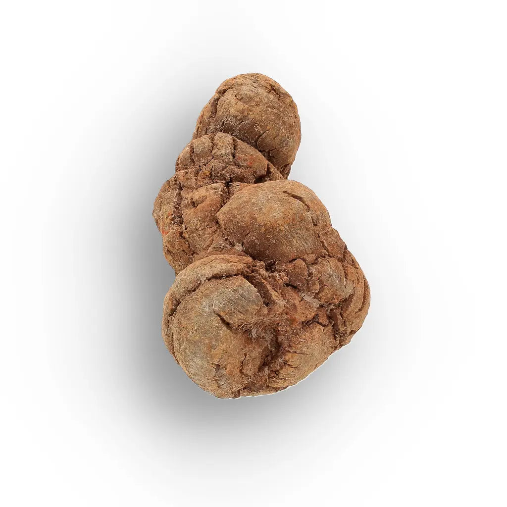 Get your Dinosaur Age Coprolite from Madagascar – Authentic Fossil Specimen online now or in store at Forever Gems in Franschhoek, South Africa