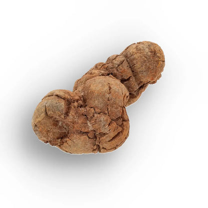 Get your Dinosaur Age Coprolite from Madagascar – Authentic Fossil Specimen online now or in store at Forever Gems in Franschhoek, South Africa