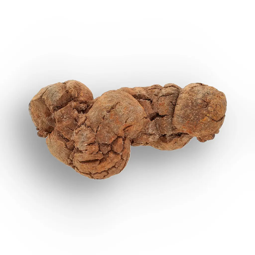 Get your Dinosaur Age Coprolite from Madagascar – Authentic Fossil Specimen online now or in store at Forever Gems in Franschhoek, South Africa
