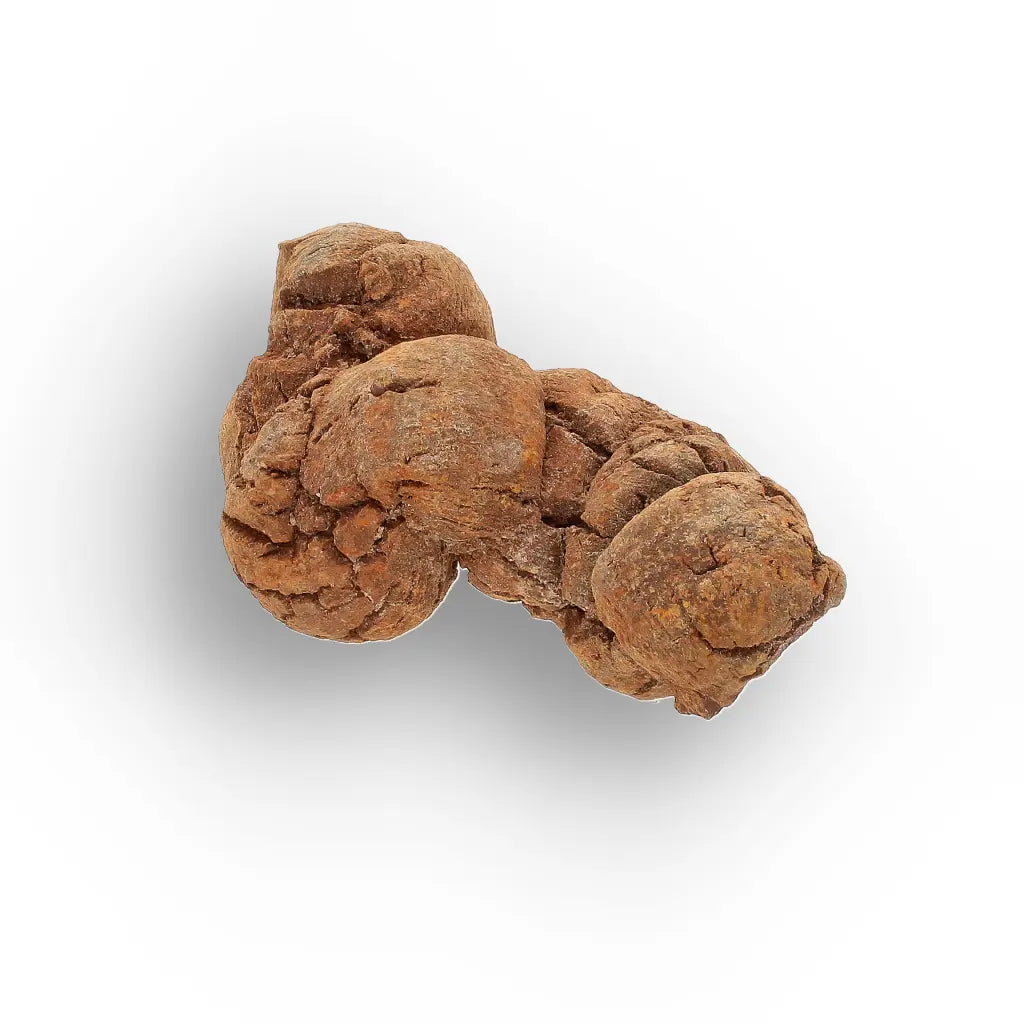 Get your Dinosaur Age Coprolite from Madagascar – Authentic Fossil Specimen online now or in store at Forever Gems in Franschhoek, South Africa