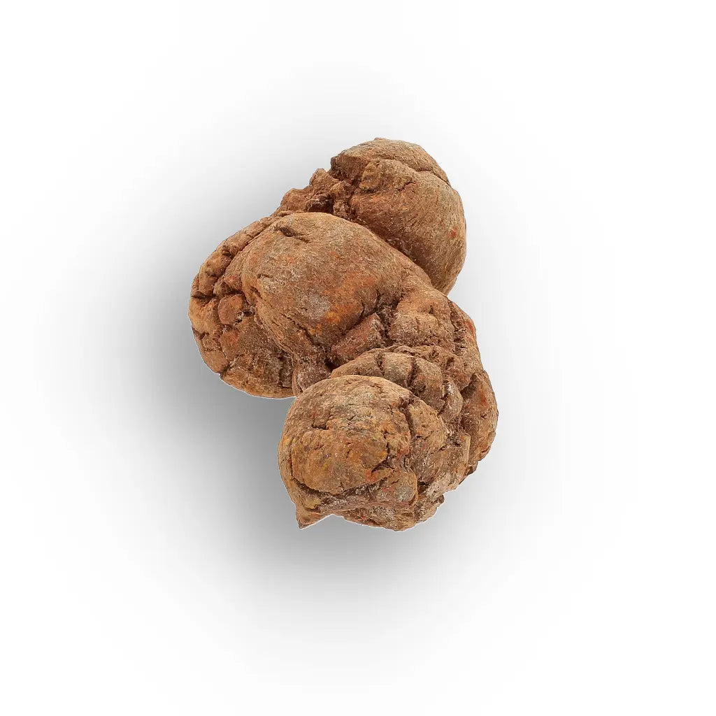 Get your Dinosaur Age Coprolite from Madagascar – Authentic Fossil Specimen online now or in store at Forever Gems in Franschhoek, South Africa