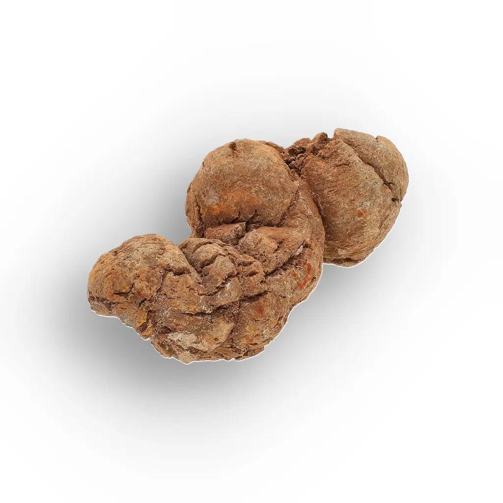 Get your Dinosaur Age Coprolite from Madagascar – Authentic Fossil Specimen online now or in store at Forever Gems in Franschhoek, South Africa