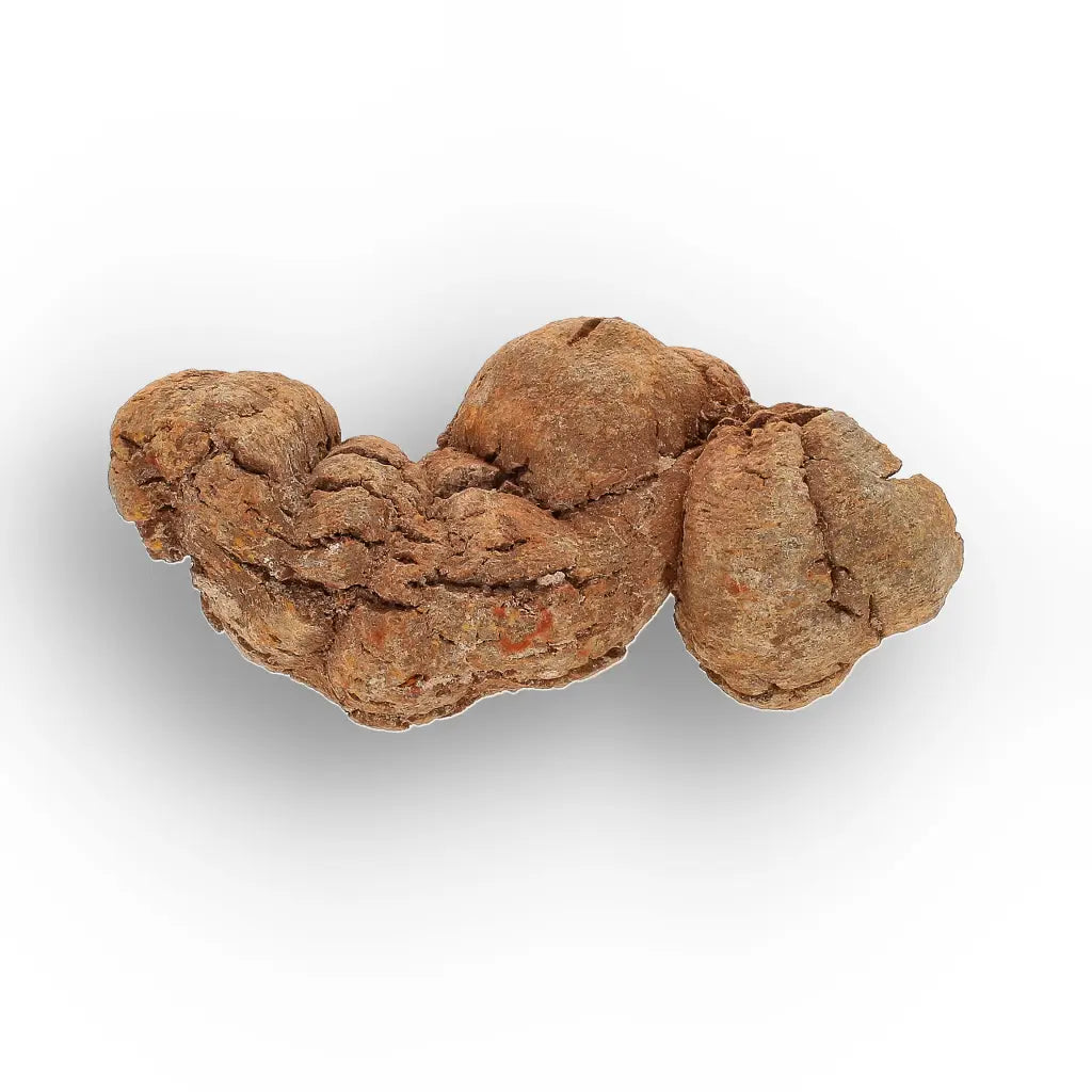 Get your Dinosaur Age Coprolite from Madagascar – Authentic Fossil Specimen online now or in store at Forever Gems in Franschhoek, South Africa