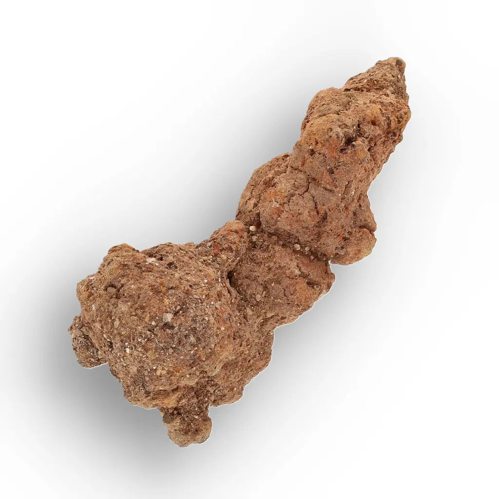 Get your Authentic Madagascan Coprolite Fossil with Knotted Segments online now or in store at Forever Gems in Franschhoek, South Africa
