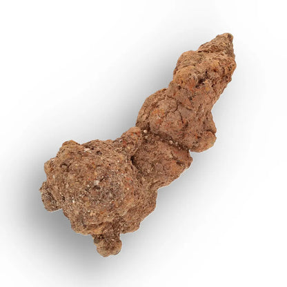 Get your Authentic Madagascan Coprolite Fossil with Knotted Segments online now or in store at Forever Gems in Franschhoek, South Africa
