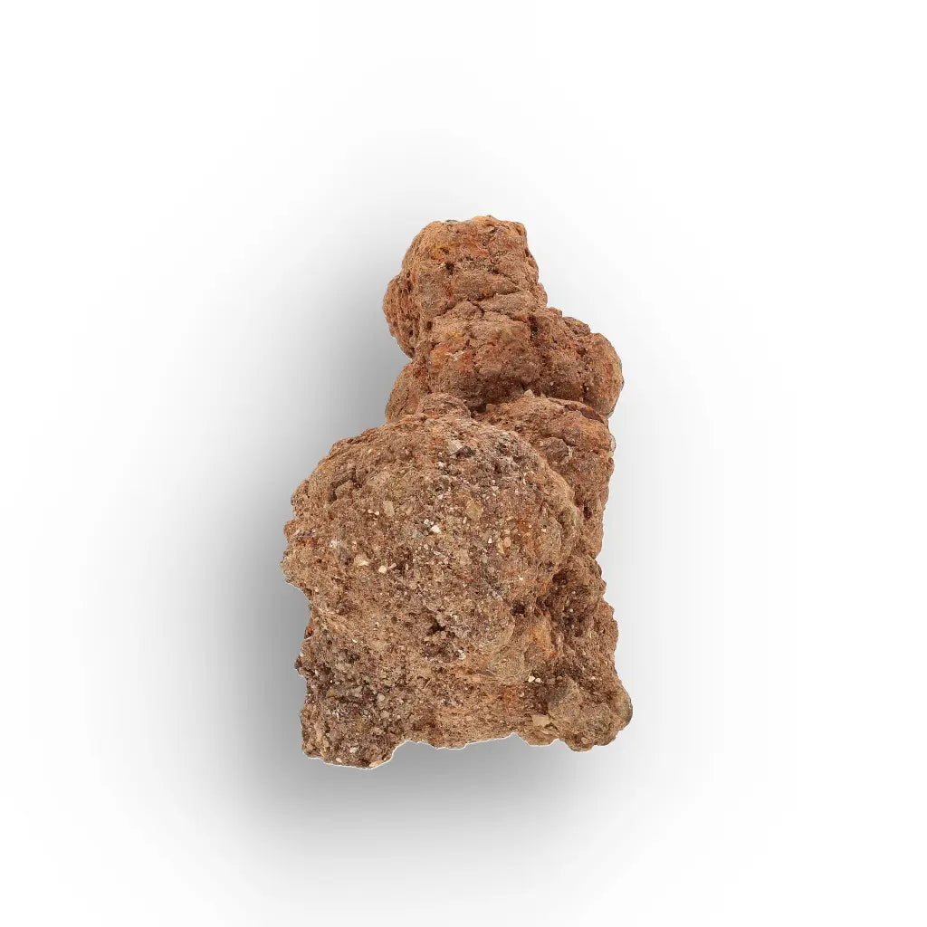 Get your Authentic Madagascan Coprolite Fossil with Knotted Segments online now or in store at Forever Gems in Franschhoek, South Africa