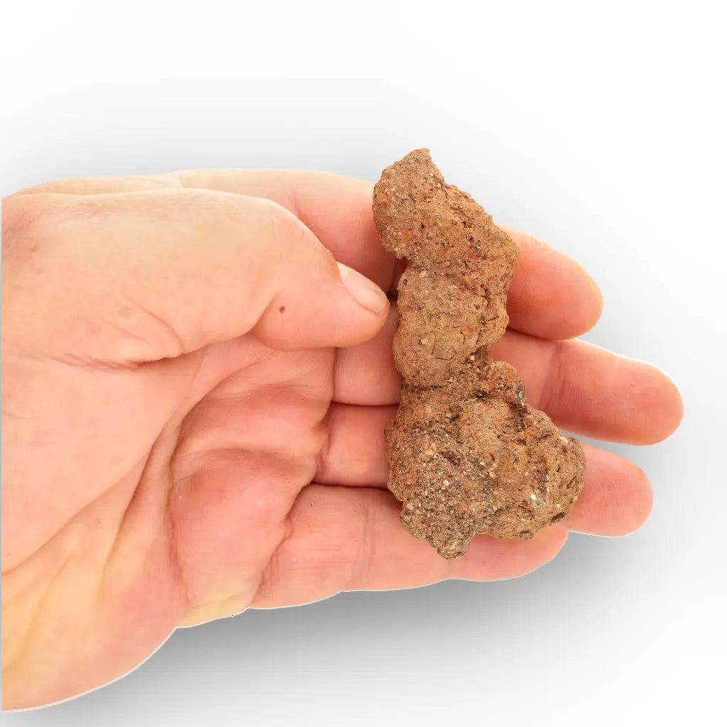 Get your Authentic Madagascan Coprolite Fossil with Knotted Segments online now or in store at Forever Gems in Franschhoek, South Africa