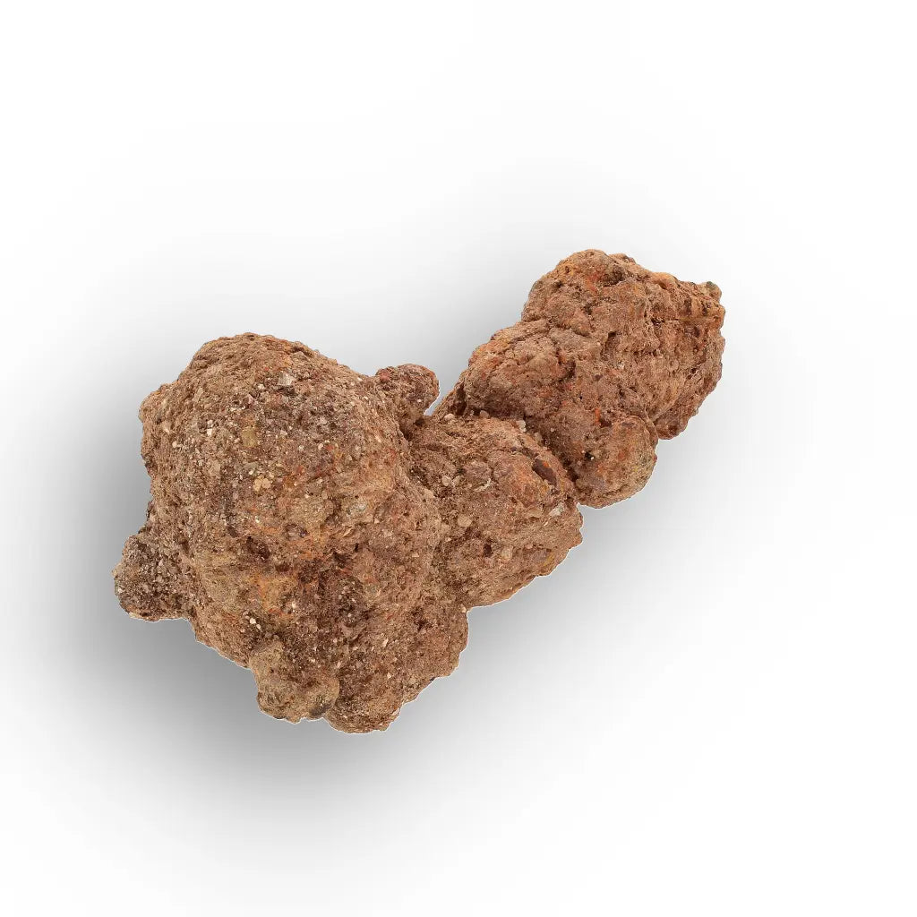 Get your Authentic Madagascan Coprolite Fossil with Knotted Segments online now or in store at Forever Gems in Franschhoek, South Africa