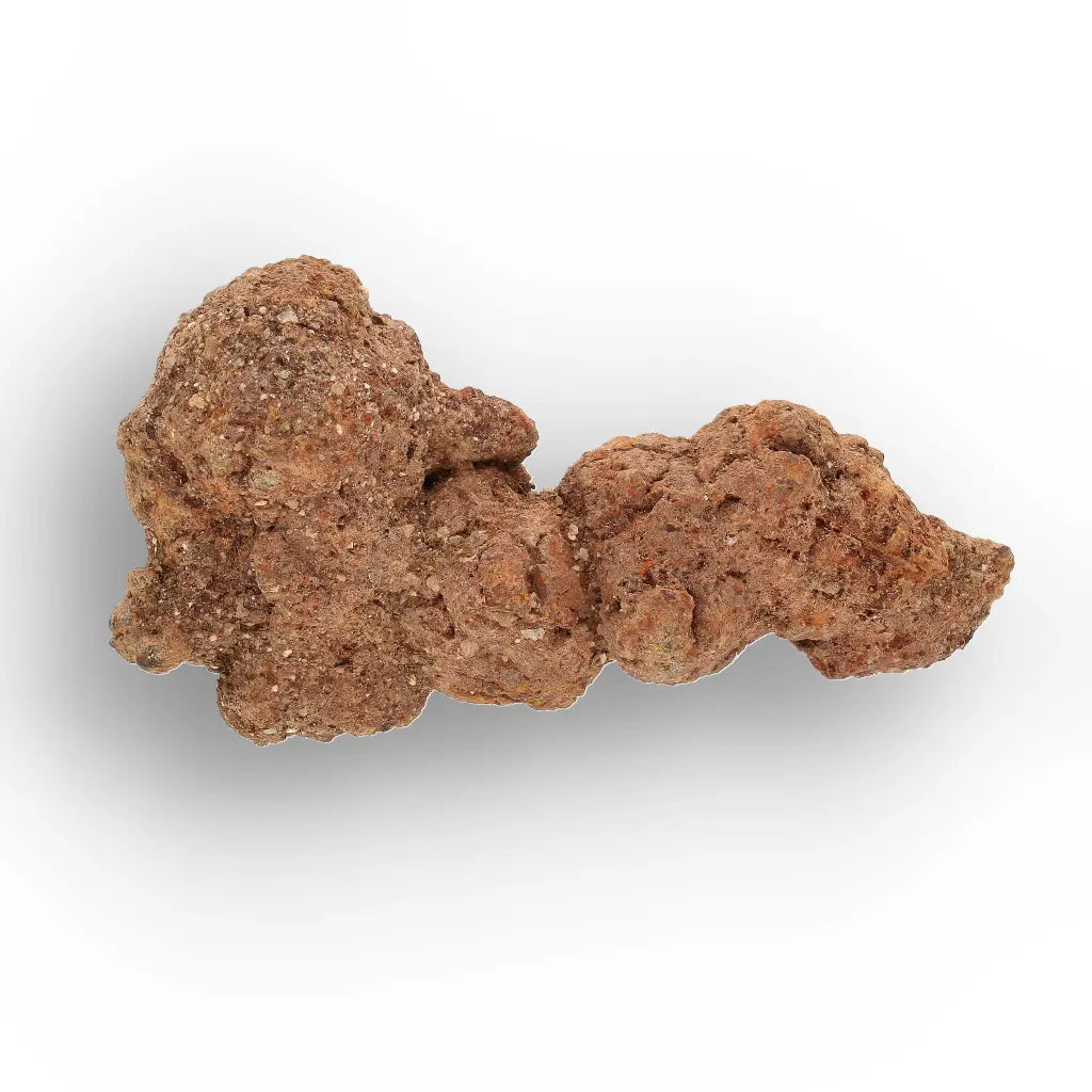 Get your Authentic Madagascan Coprolite Fossil with Knotted Segments online now or in store at Forever Gems in Franschhoek, South Africa