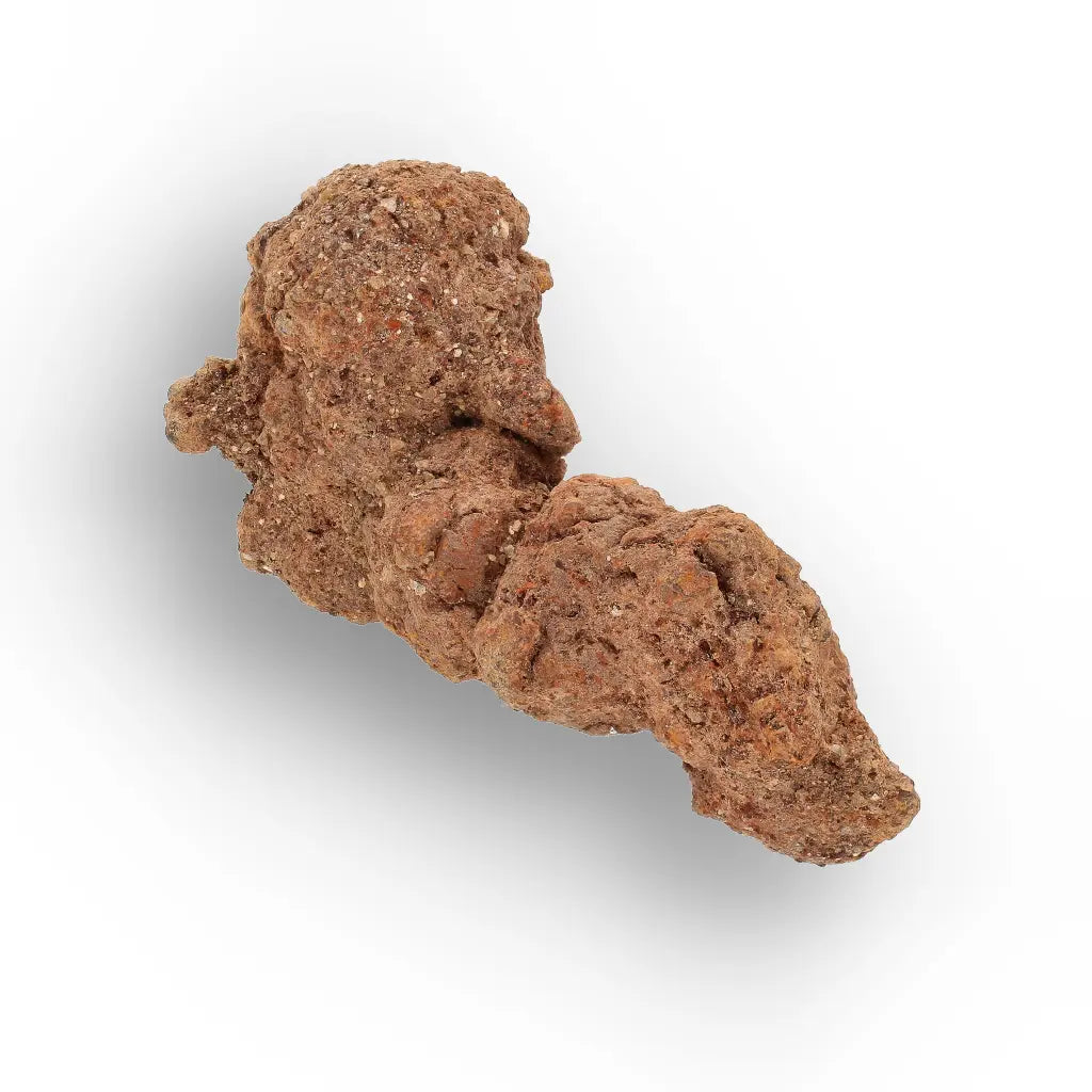 Get your Authentic Madagascan Coprolite Fossil with Knotted Segments online now or in store at Forever Gems in Franschhoek, South Africa