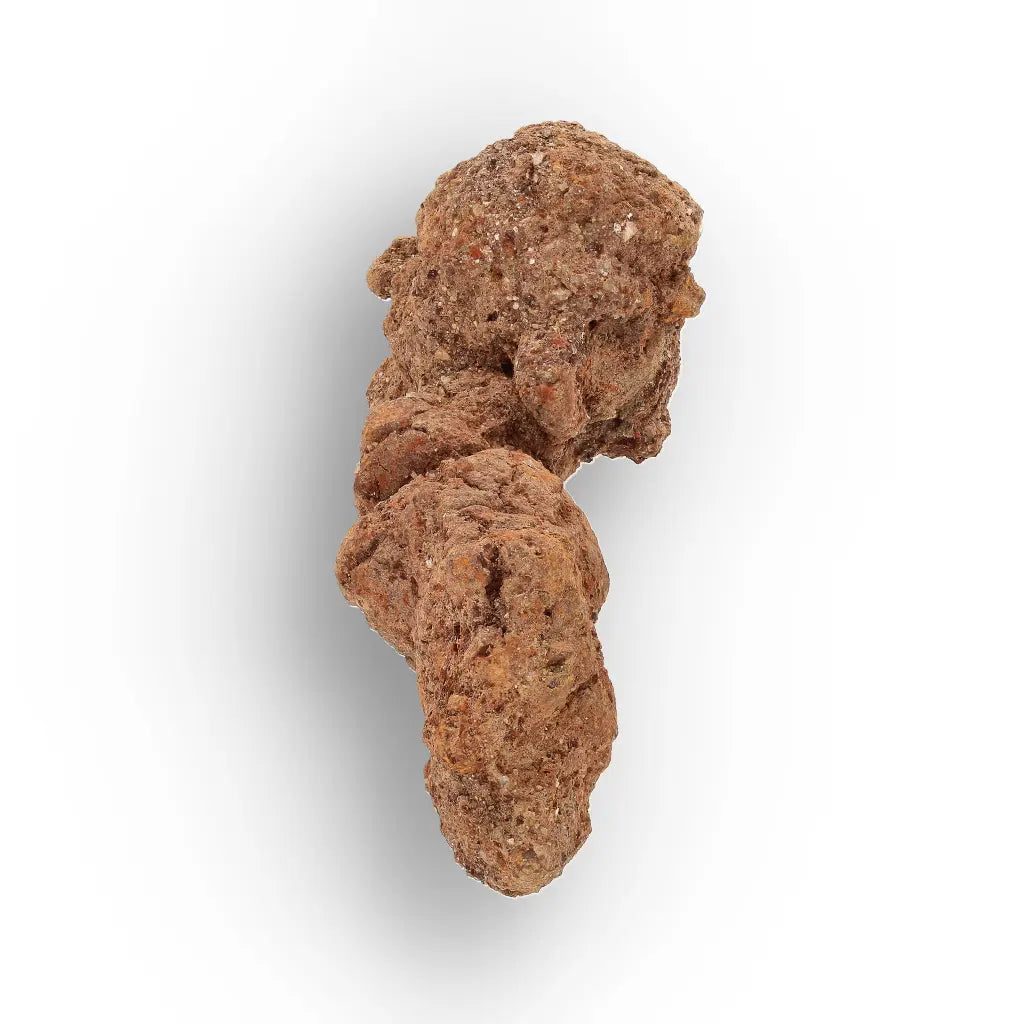 Get your Authentic Madagascan Coprolite Fossil with Knotted Segments online now or in store at Forever Gems in Franschhoek, South Africa