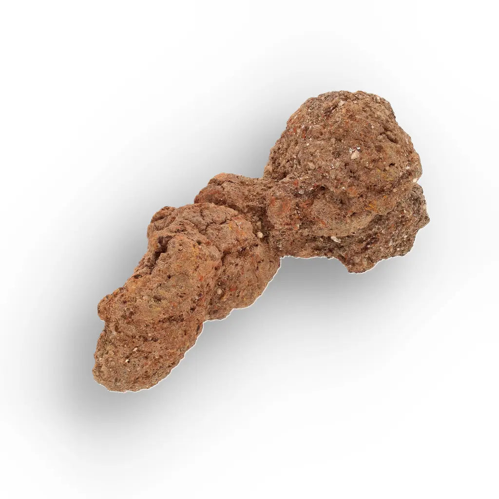Get your Authentic Madagascan Coprolite Fossil with Knotted Segments online now or in store at Forever Gems in Franschhoek, South Africa