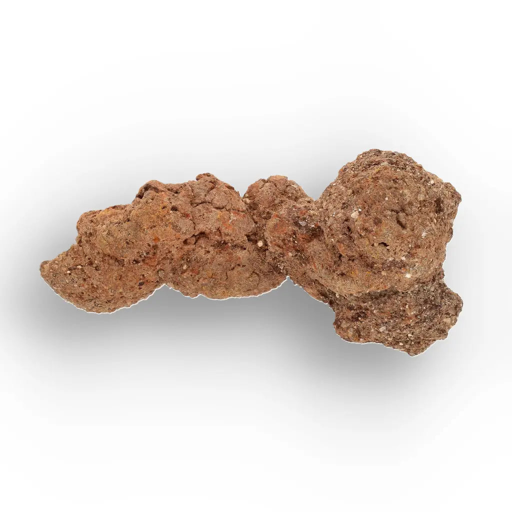 Get your Authentic Madagascan Coprolite Fossil with Knotted Segments online now or in store at Forever Gems in Franschhoek, South Africa