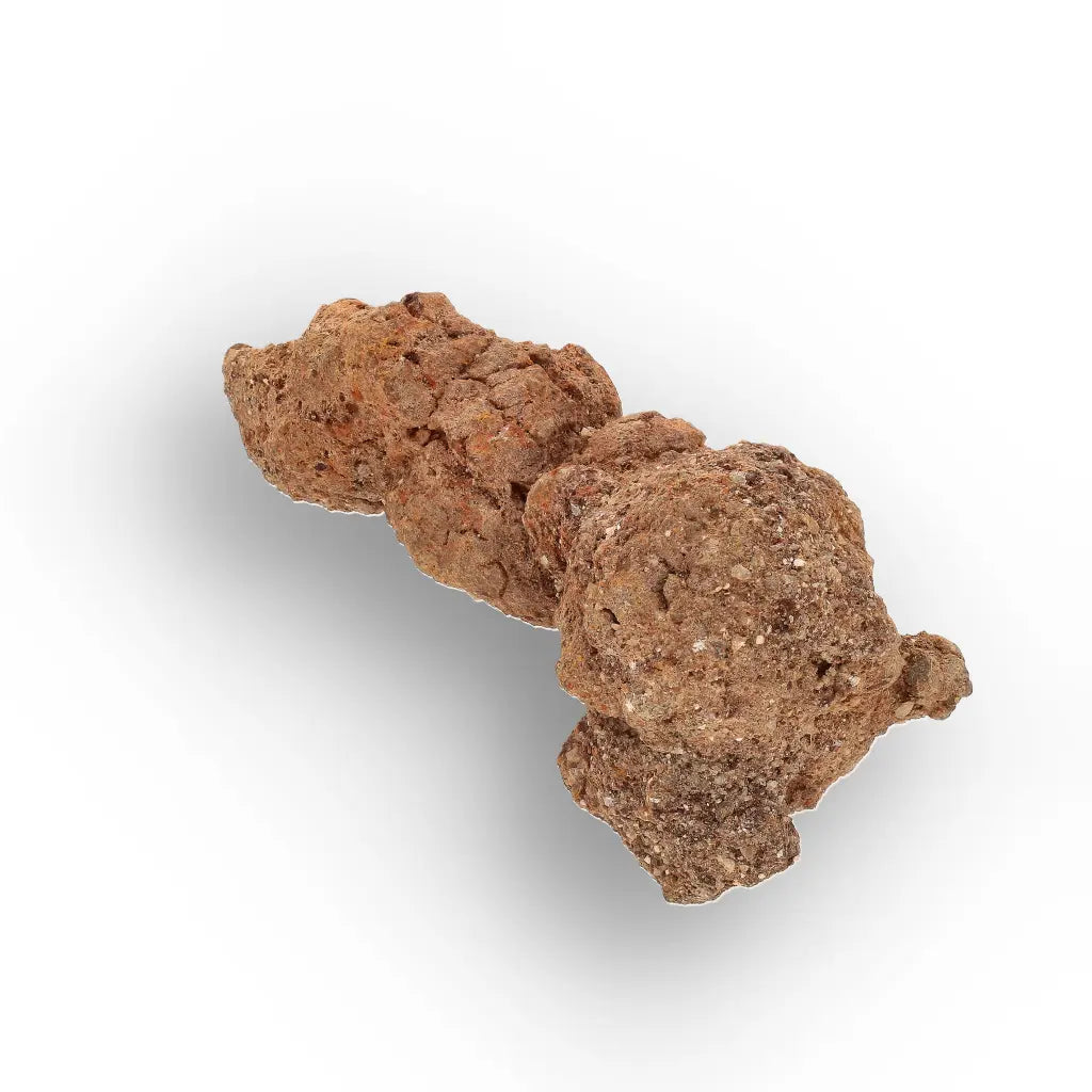 Get your Authentic Madagascan Coprolite Fossil with Knotted Segments online now or in store at Forever Gems in Franschhoek, South Africa