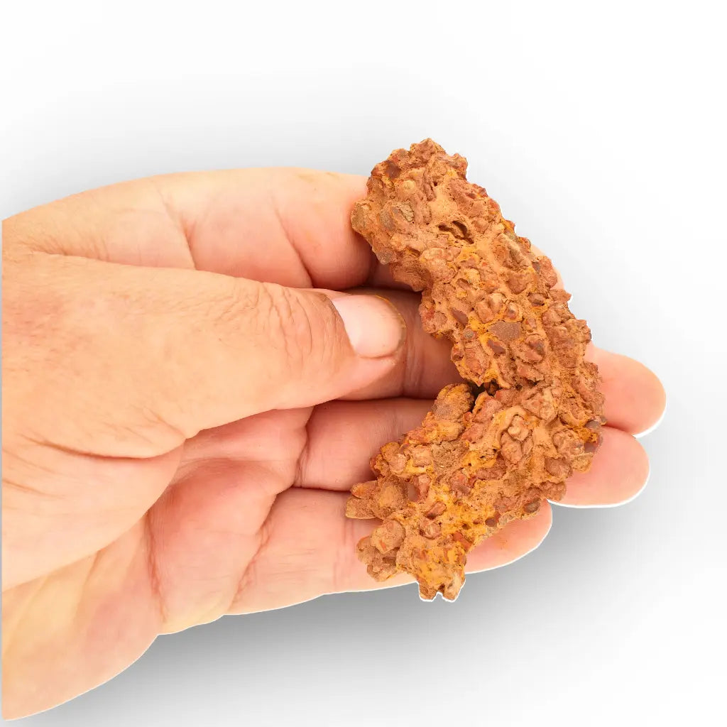 Get your Dinosaur Age Coprolite from Madagascar – Authentic Fossil Specimen online now or in store at Forever Gems in Franschhoek, South Africa