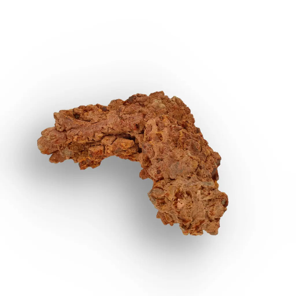 Get your Dinosaur Age Coprolite from Madagascar – Authentic Fossil Specimen online now or in store at Forever Gems in Franschhoek, South Africa
