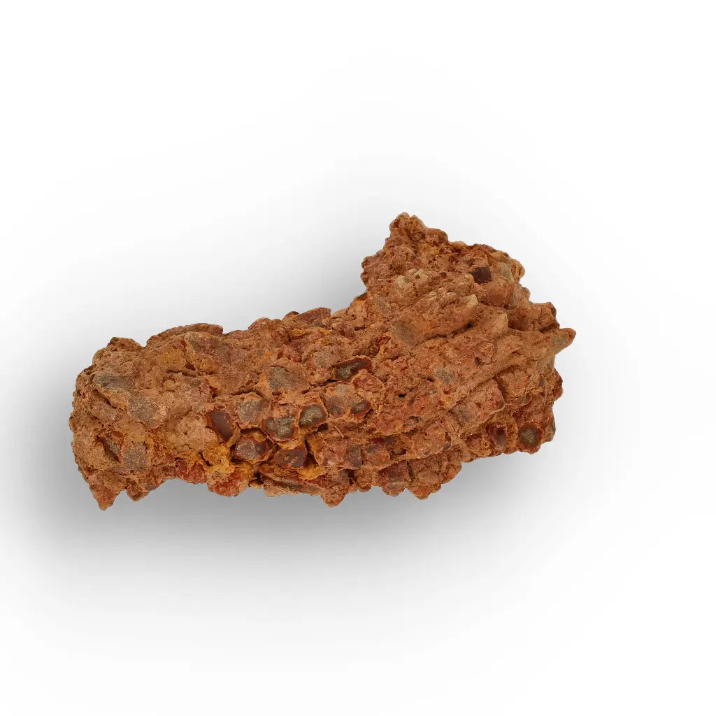 Get your Dinosaur Age Coprolite from Madagascar – Authentic Fossil Specimen online now or in store at Forever Gems in Franschhoek, South Africa