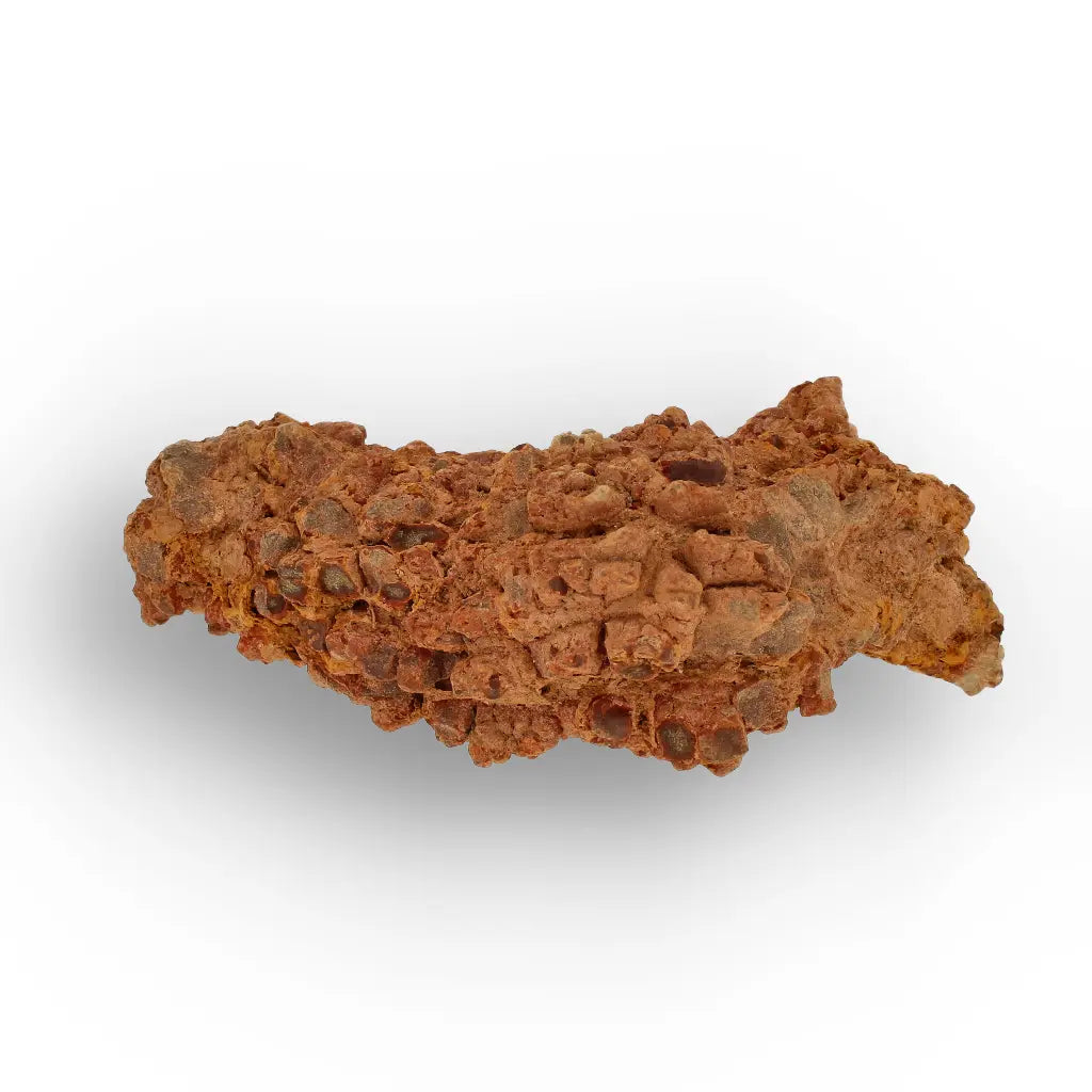 Get your Dinosaur Age Coprolite from Madagascar – Authentic Fossil Specimen online now or in store at Forever Gems in Franschhoek, South Africa