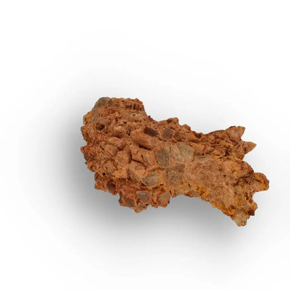 Get your Dinosaur Age Coprolite from Madagascar – Authentic Fossil Specimen online now or in store at Forever Gems in Franschhoek, South Africa