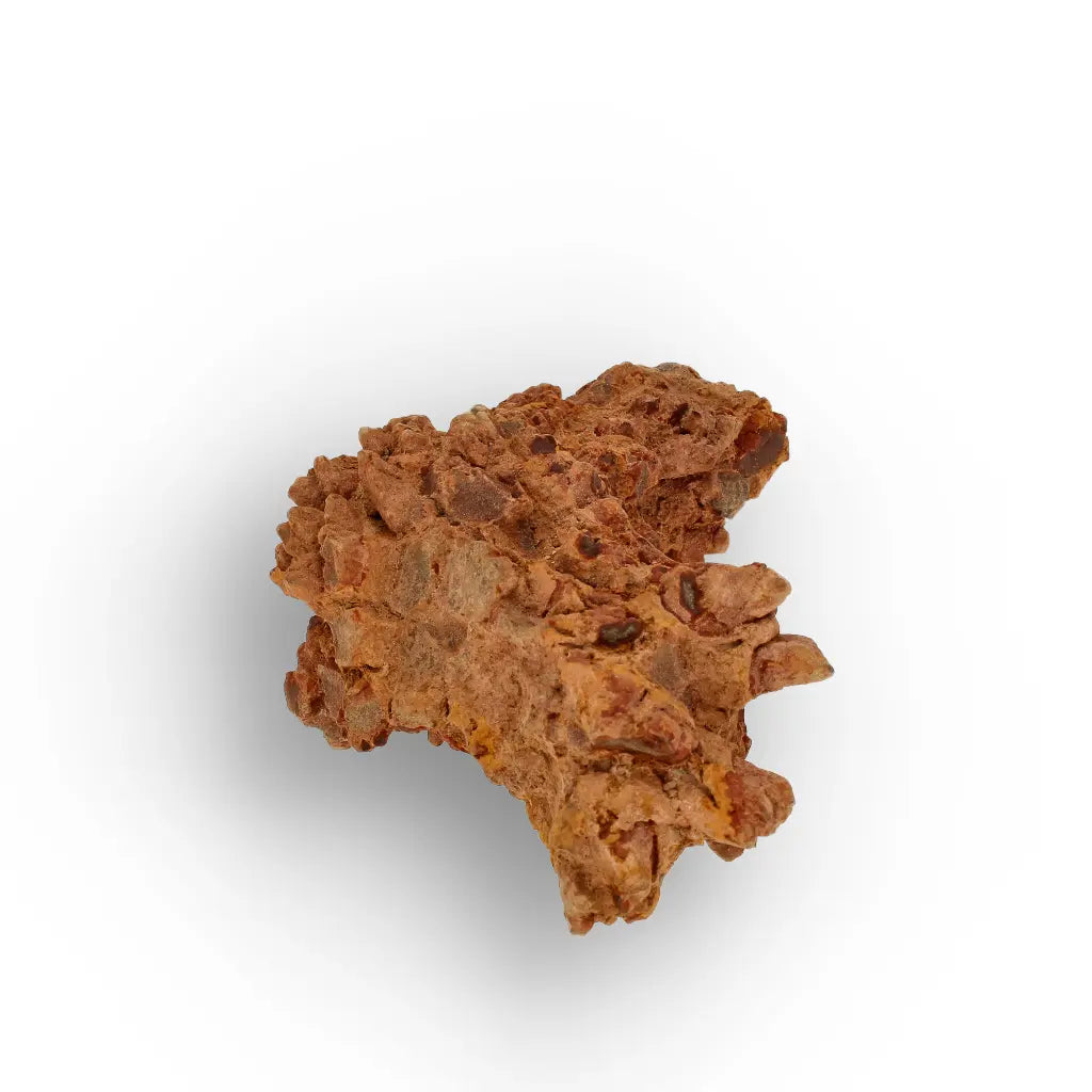 Get your Dinosaur Age Coprolite from Madagascar – Authentic Fossil Specimen online now or in store at Forever Gems in Franschhoek, South Africa