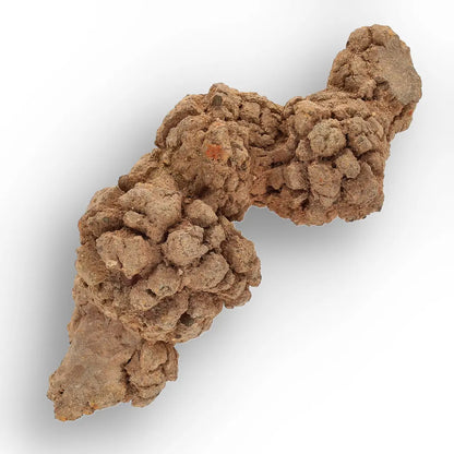 Get your Authentic Madagascan Coprolite Fossil with Nodular Texture online now or in store at Forever Gems in Franschhoek, South Africa
