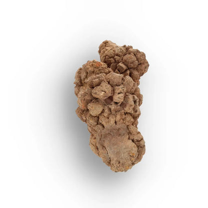 Get your Authentic Madagascan Coprolite Fossil with Nodular Texture online now or in store at Forever Gems in Franschhoek, South Africa