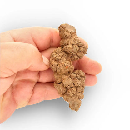 Get your Authentic Madagascan Coprolite Fossil with Nodular Texture online now or in store at Forever Gems in Franschhoek, South Africa