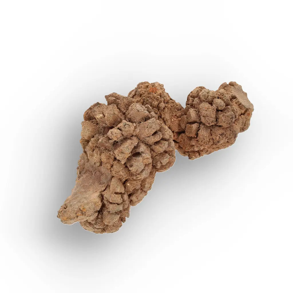 Get your Authentic Madagascan Coprolite Fossil with Nodular Texture online now or in store at Forever Gems in Franschhoek, South Africa