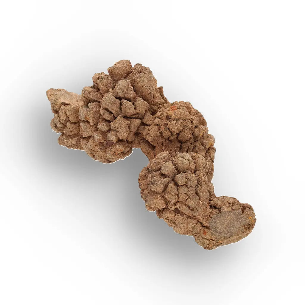 Get your Authentic Madagascan Coprolite Fossil with Nodular Texture online now or in store at Forever Gems in Franschhoek, South Africa