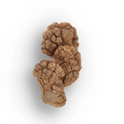 Get your Authentic Madagascan Coprolite Fossil with Nodular Texture online now or in store at Forever Gems in Franschhoek, South Africa