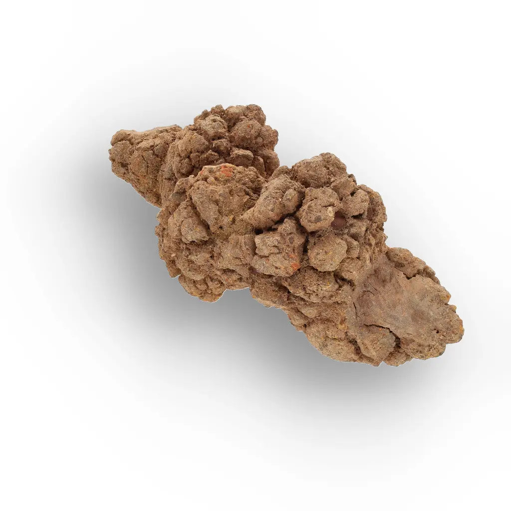 Get your Authentic Madagascan Coprolite Fossil with Nodular Texture online now or in store at Forever Gems in Franschhoek, South Africa