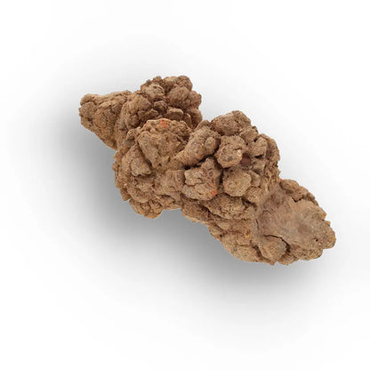 Get your Authentic Madagascan Coprolite Fossil with Nodular Texture online now or in store at Forever Gems in Franschhoek, South Africa