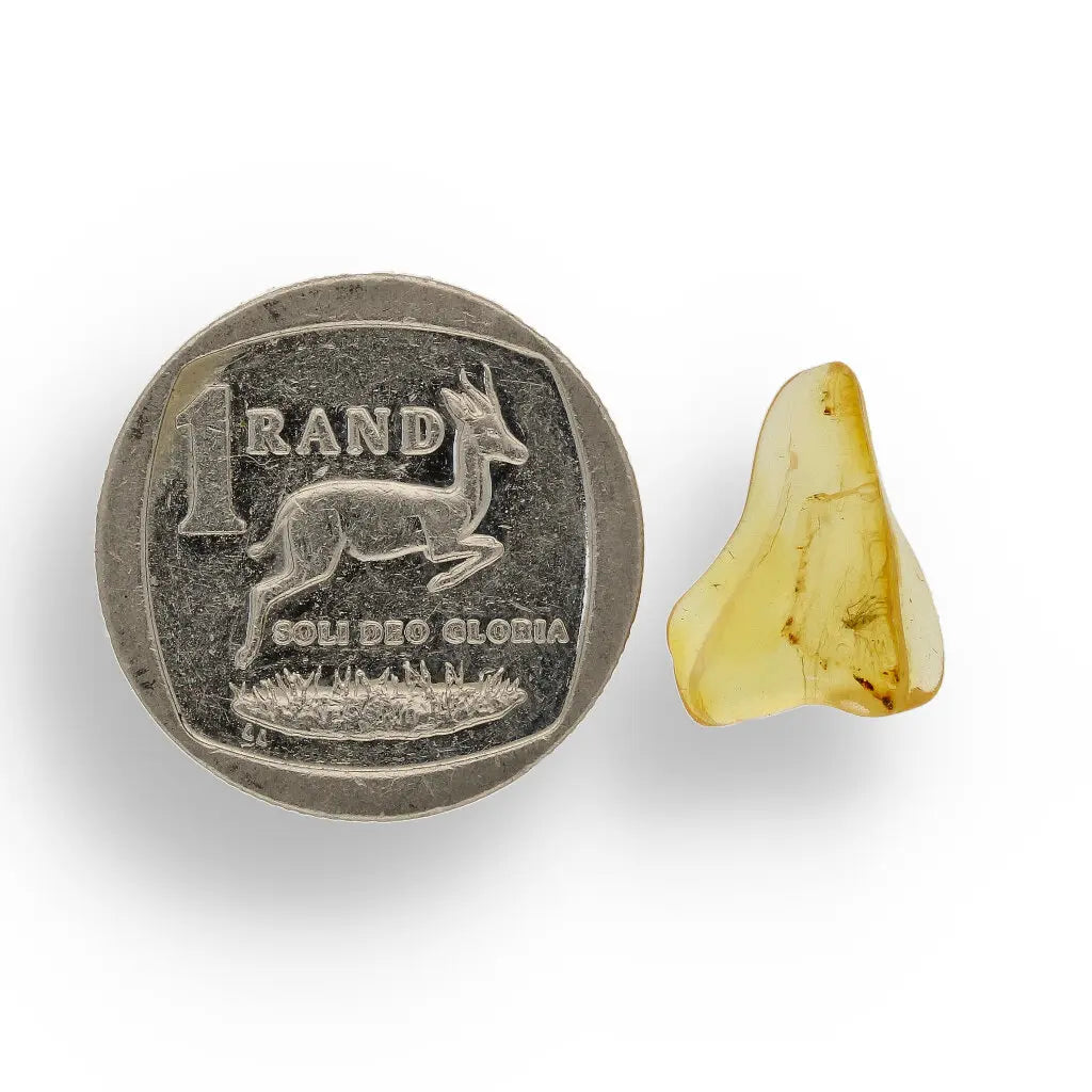 Get your Authentic Baltic Amber Insect Inclusion Fossil from Lithuania online now or in store at Forever Gems in Franschhoek, South Africa