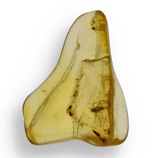 Get your Authentic Baltic Amber Insect Inclusion Fossil from Lithuania online now or in store at Forever Gems in Franschhoek, South Africa