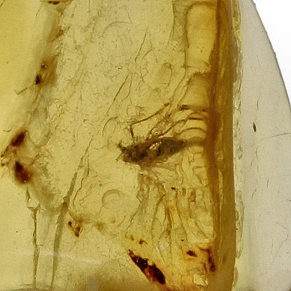 Get your Authentic Baltic Amber Insect Inclusion Fossil from Lithuania online now or in store at Forever Gems in Franschhoek, South Africa