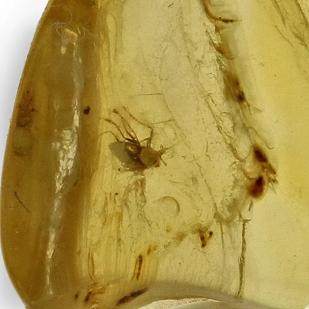 Get your Authentic Baltic Amber Insect Inclusion Fossil from Lithuania online now or in store at Forever Gems in Franschhoek, South Africa