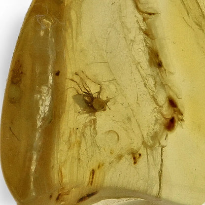 Get your Authentic Baltic Amber Insect Inclusion Fossil from Lithuania online now or in store at Forever Gems in Franschhoek, South Africa