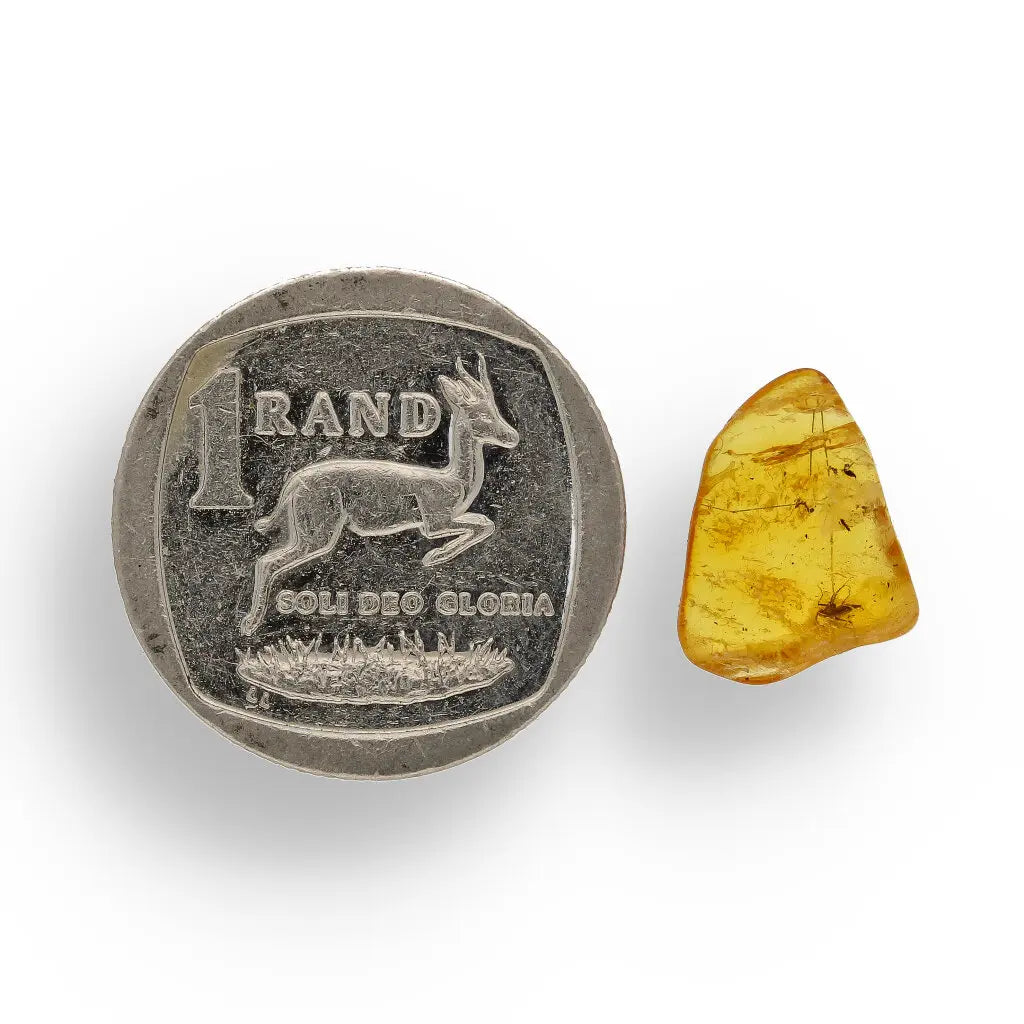 Get your Genuine Baltic Amber Fossil with Insect Inclusion – Europe online now or in store at Forever Gems in Franschhoek, South Africa