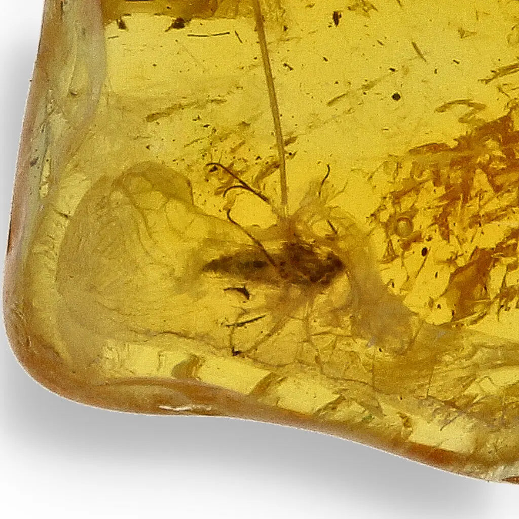 Get your Genuine Baltic Amber Fossil with Insect Inclusion – Europe online now or in store at Forever Gems in Franschhoek, South Africa