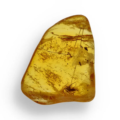 Get your Genuine Baltic Amber Fossil with Insect Inclusion – Europe online now or in store at Forever Gems in Franschhoek, South Africa