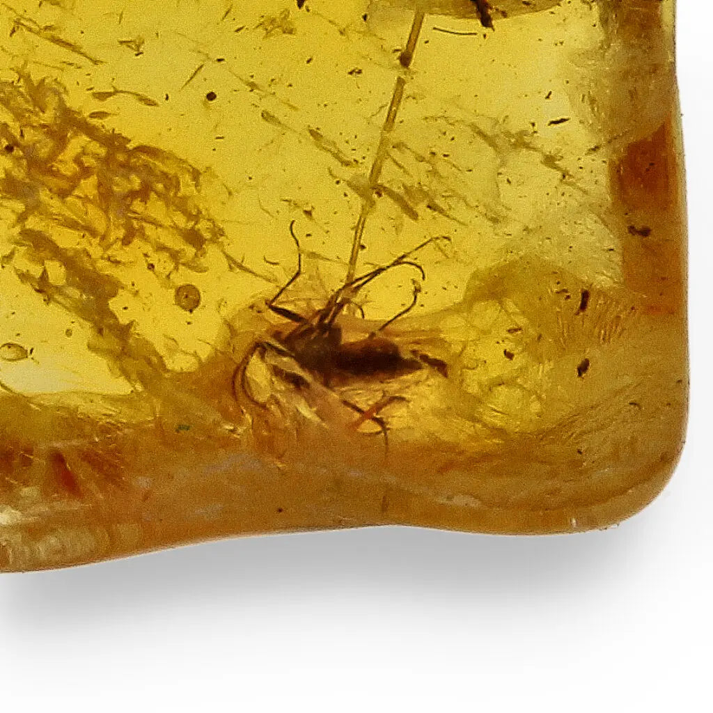 Get your Genuine Baltic Amber Fossil with Insect Inclusion – Europe online now or in store at Forever Gems in Franschhoek, South Africa