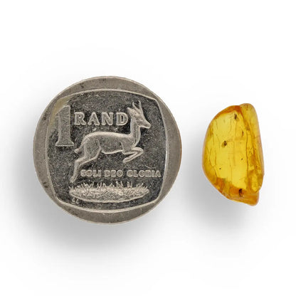 Get your Collector Baltic Amber Fossil with Ancient Insect Inclusion online now or in store at Forever Gems in Franschhoek, South Africa